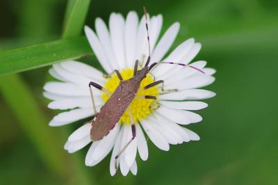 <i>Dicranocephalus albipes</i>