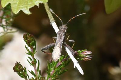 <i>Camptopus lateralis</i>