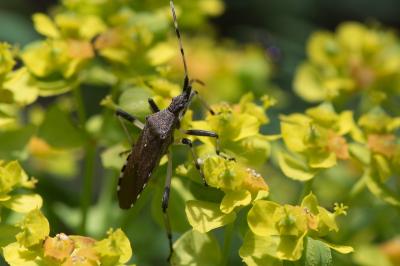 <i>Dicranocephalus albipes</i>