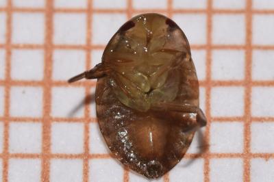 <i>Ilyocoris cimicoides</i>