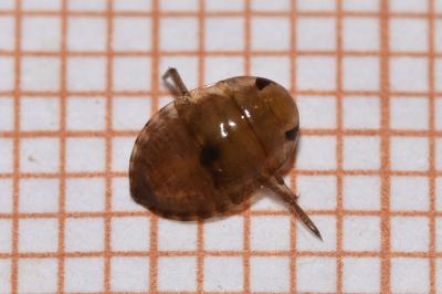 <i>Ilyocoris cimicoides</i>