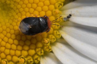 <i>Geocoris erythrocephalus</i>