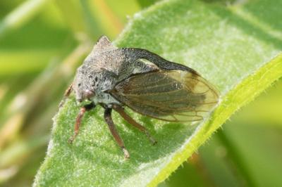 <i>Centrotus cornutus</i>
