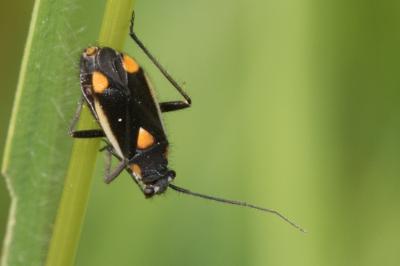 <i>Capsodes gothicus</i>