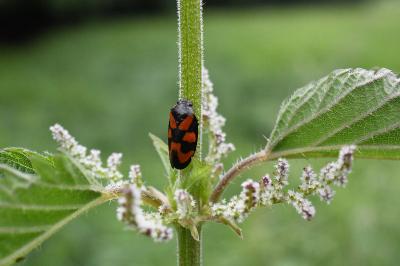 <i>Cercopis vulnerata</i>