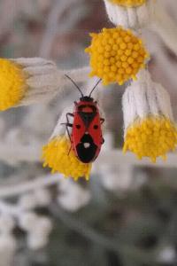 <i>Melanocoryphus albomaculatus</i>