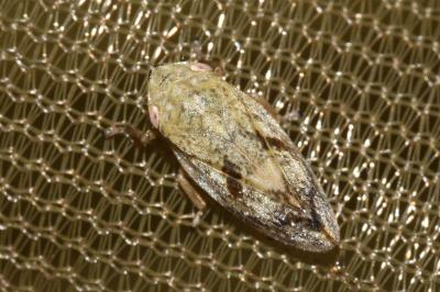 <i>Philaenus spumarius</i>