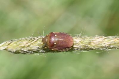 <i>Eurygaster</i>