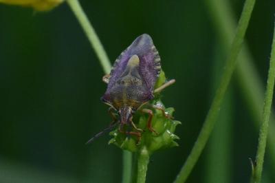 <i>Carpocoris purpureipennis</i>
