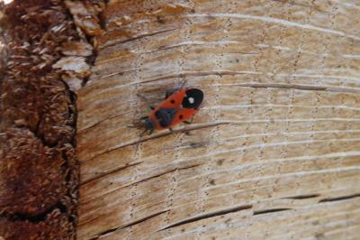 <i>Melanocoryphus albomaculatus</i>