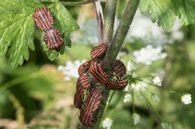 <i>Graphosoma italicum</i>