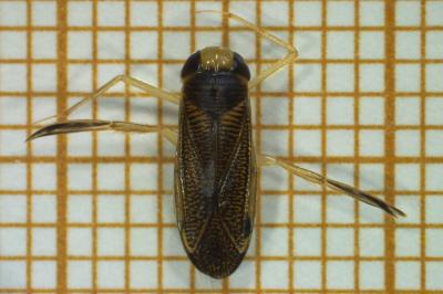 <i>Sigara striata</i>