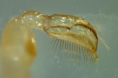 <i>Sigara striata</i>