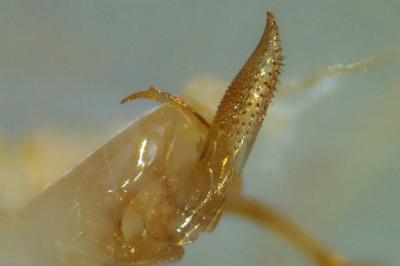 <i>Sigara striata</i>