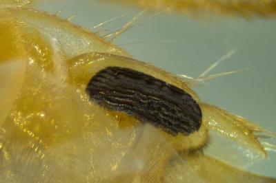 <i>Sigara striata</i>