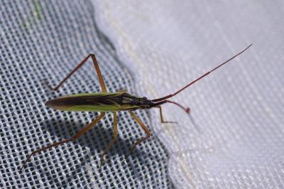 <i>Notostira</i>