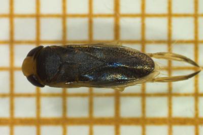 <i>Sigara lateralis</i>