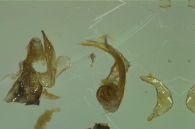<i>Sigara lateralis</i>