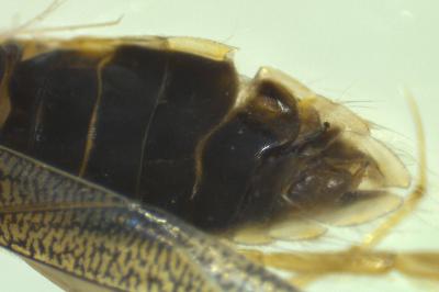 <i>Sigara lateralis</i>