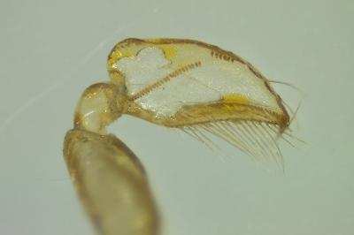<i>Sigara falleni</i>