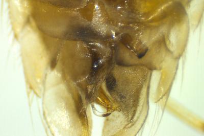 <i>Sigara falleni</i>