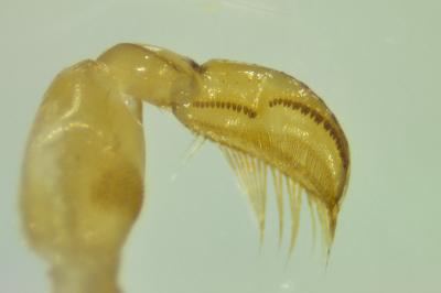 <i>Sigara striata</i>