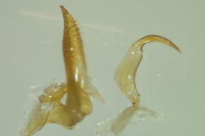 <i>Sigara striata</i>