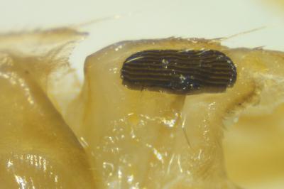 <i>Sigara striata</i>