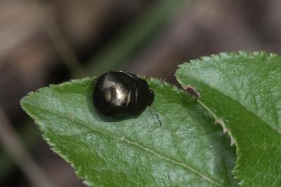 <i>Coptosoma scutellatum</i>
