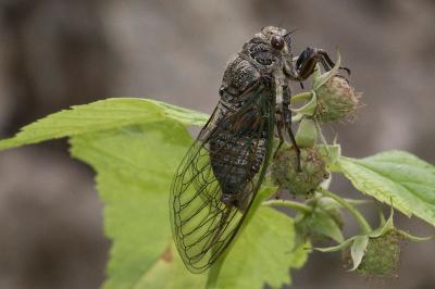 <i>Tibicina haematodes</i>