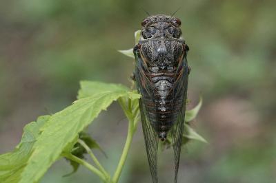 <i>Tibicina haematodes</i>