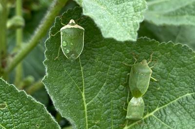 <i>Nezara viridula</i>