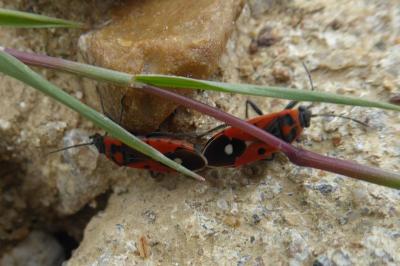 <i>Melanocoryphus albomaculatus</i>