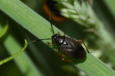 <i>Capsus ater</i>