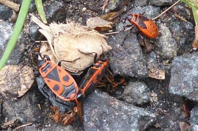 <i>Pyrrhocoris apterus</i>