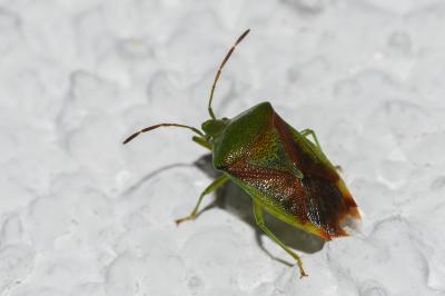 <i>Elasmostethus</i>