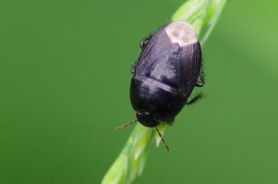 <i>Geotomus</i>