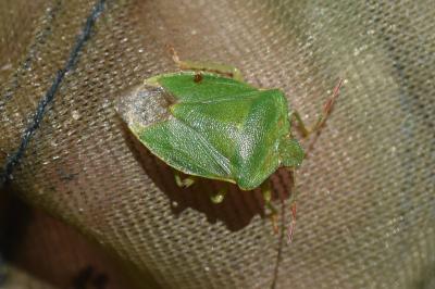 <i>Palomena prasina</i>