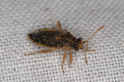 <i>Brachycarenus tigrinus</i>