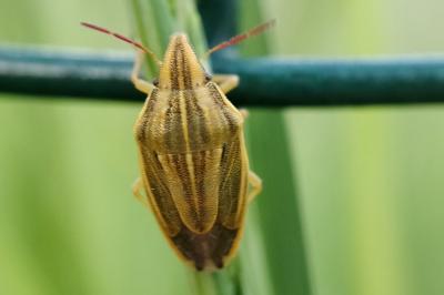 <i>Aelia acuminata</i>