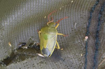 <i>Piezodorus lituratus</i>