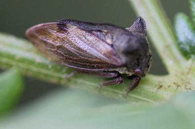 <i>Centrotus cornutus</i>