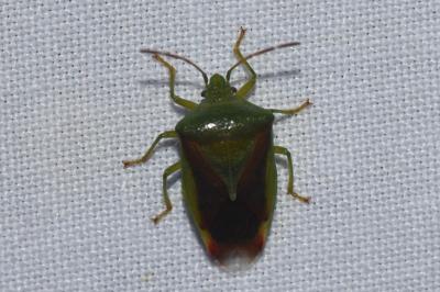 <i>Elasmostethus</i>