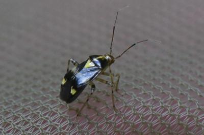 <i>Liocoris tripustulatus</i>