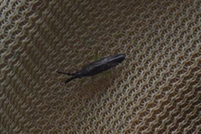 <i>Heterotoma planicornis</i>