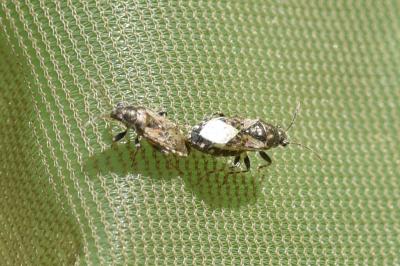 <i>Heterogaster urticae</i>