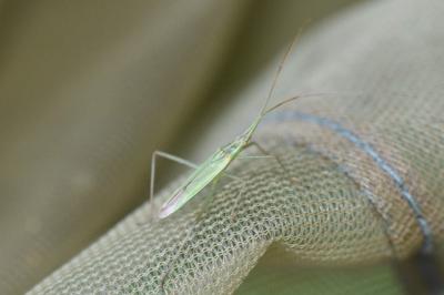 <i>Megaloceroea recticornis</i>