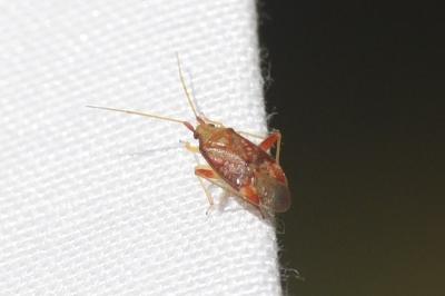 <i>Pseudoloxops coccineus</i>