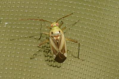 <i>Adelphocoris lineolatus</i>
