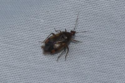 <i>Deraeocoris</i>
